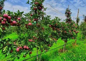 حکومت نےمقامی کاشتکاروں کی مدد کیلئے جموں و کشمیر میں سیب کی کم از کم درآمدی قیمت متعارف کرائی