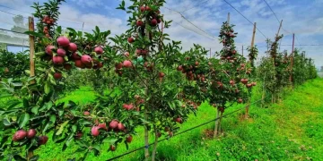 حکومت نےمقامی کاشتکاروں کی مدد کیلئے جموں و کشمیر میں سیب کی کم از کم درآمدی قیمت متعارف کرائی