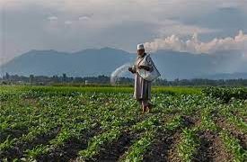 حسینہ بیگم کپواڑہ میں نامیاتی کھیتی میں سب سے آگے ہیں