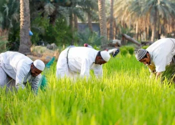 دھان کی کاشتکاری