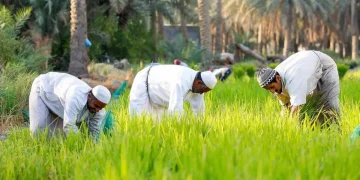 دھان کی کاشتکاری
