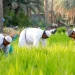 دھان کی کاشتکاری