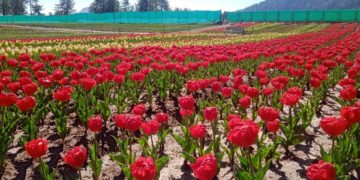 ٹیولپ گارڈن سناسار میں 53000 سے زیادہ سیاحوں کی آمد ریکارڈ کی گئی