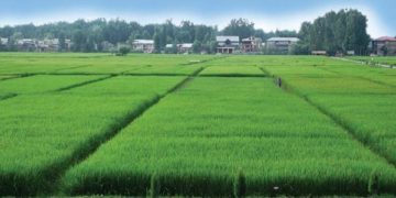 بارشوں سے فصلوں کو مہلک بیماریوں کا خطرہ ،کسان اور باغ مالکان کی نیندیں حرام