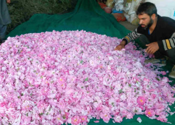 جموں و کشمیر کے پلوامہ میں گلاب کے تیل کی صنعت