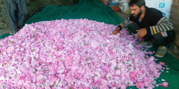 جموں و کشمیر کے پلوامہ میں گلاب کے تیل کی صنعت