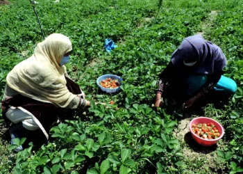 وادی میںبارشوں سے اسٹرا بیری فصل کو 30 فیصد نقصان: کاشتکار