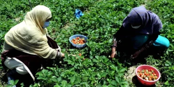 وادی میںبارشوں سے اسٹرا بیری فصل کو 30 فیصد نقصان: کاشتکار