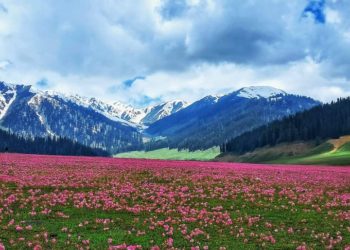 جموں و کشمیر کی دلکش اور خوش کن بنگس وادی میں سیاحوں کی تعداد میں اضافہ