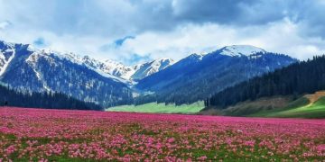 جموں و کشمیر کی دلکش اور خوش کن بنگس وادی میں سیاحوں کی تعداد میں اضافہ