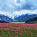 جموں و کشمیر کی دلکش اور خوش کن بنگس وادی میں سیاحوں کی تعداد میں اضافہ