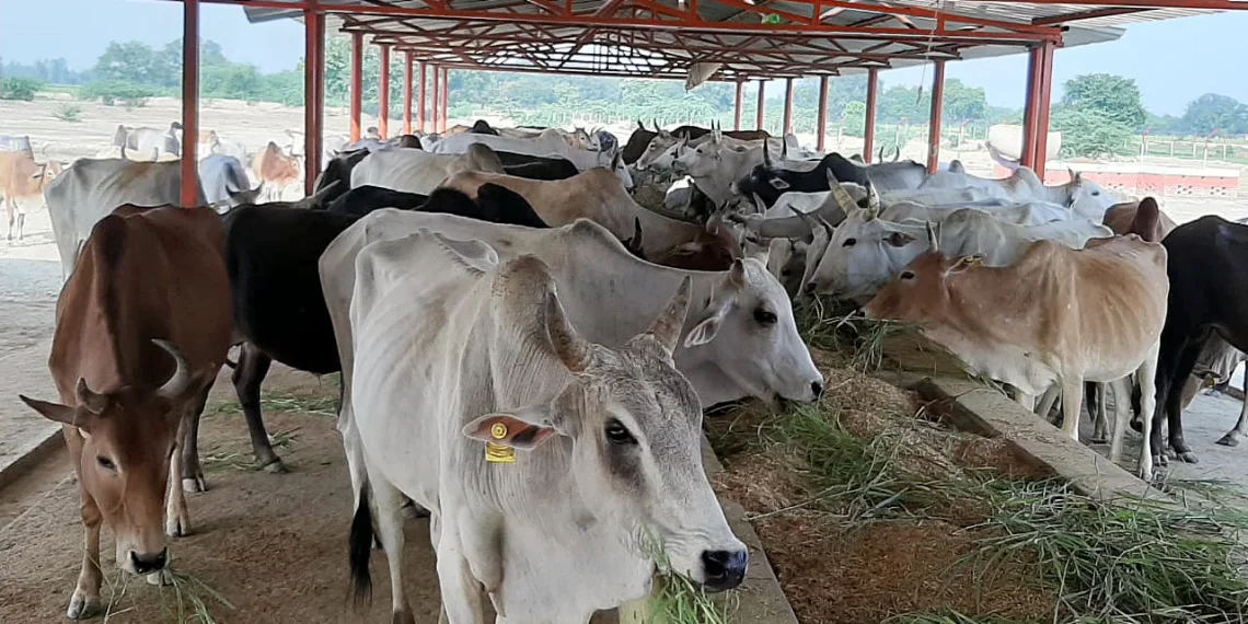 جموں و کشمیر میں ڈیری فارمنگ کا بڑھتا ہوا رجحان