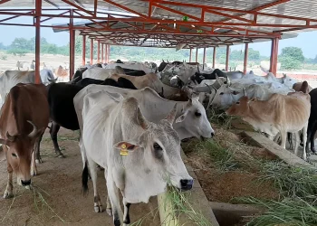 جموں و کشمیر میں ڈیری فارمنگ کا بڑھتا ہوا رجحان