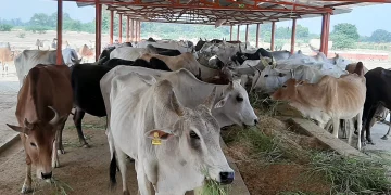 جموں و کشمیر میں ڈیری فارمنگ کا بڑھتا ہوا رجحان