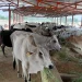 جموں و کشمیر میں ڈیری فارمنگ کا بڑھتا ہوا رجحان