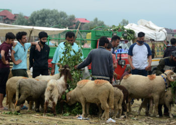 عید الاضحیٰ کی آمدمیں چند دن باقی ،قربانی کے جانوروں کی قیمت مقررنہیں