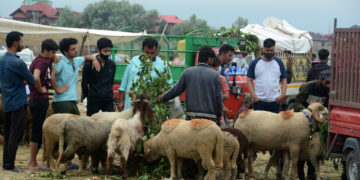 عید الاضحیٰ کی آمدمیں چند دن باقی ،قربانی کے جانوروں کی قیمت مقررنہیں