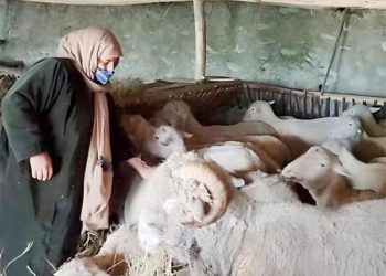 شمالی کشمیر کی خاتون کسان بھیڑوں کی کھیتی میں سب سے آگے ہیں