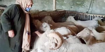 شمالی کشمیر کی خاتون کسان بھیڑوں کی کھیتی میں سب سے آگے ہیں
