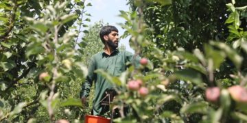 وادی میں مسلسل بارش کے سبب پلم میوہ کے کاشتکار مایوس