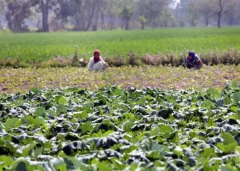 بارشوں سے کسانوں اور عام لوگوں کو راحت