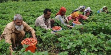 ادھم پور میں 60,000 سے زیادہ کسان پی ایم کسان یوجنا سے مستفیض