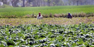 بارشوں سے کسانوں اور عام لوگوں کو راحت