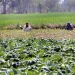 بارشوں سے کسانوں اور عام لوگوں کو راحت