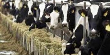 بارہمولہ کی جموں و کشمیر کے سفید انقلاب میں زبردست پیش قدمی