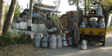 دہی اورخام دودھ کے نام پرمیٹھازہردستیاب