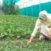 سفینہ مشتاق، جس کی منوج سنہا نے بھی ستائش کی