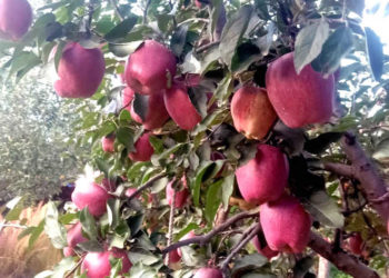 کشمیر: ناساز گار موسمی صورتحال سے سیب پیداوار میں 50 فیصد کمی واقع