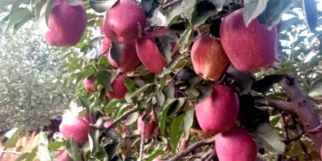 کشمیر: ناساز گار موسمی صورتحال سے سیب پیداوار میں 50 فیصد کمی واقع
