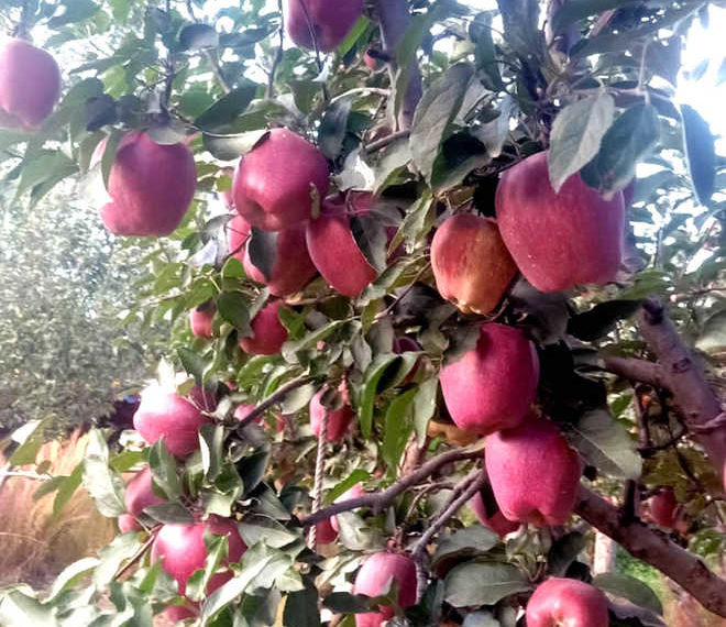 کشمیر: ناساز گار موسمی صورتحال سے سیب پیداوار میں 50 فیصد کمی واقع