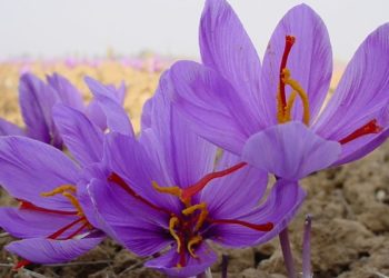 کشمیری زعفران کی طلب، قیمت میں اضافہ