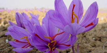 کشمیری زعفران کی طلب، قیمت میں اضافہ