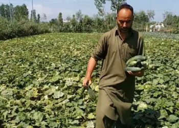 سبزیوں کی کاشت منافع بخش، کسان