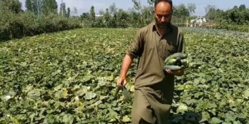 سبزیوں کی کاشت منافع بخش، کسان