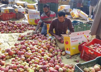 کشمیرکی میوہ صنعت پر طویل خشک سالی کی کاری ضرب