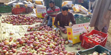 کشمیرکی میوہ صنعت پر طویل خشک سالی کی کاری ضرب