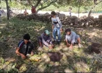 کشمیر میں اخروٹ اتارنے کا سیزن جہاں روز گار کا باعث وہیں پر خطر بھی