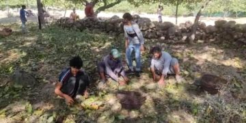 کشمیر میں اخروٹ اتارنے کا سیزن جہاں روز گار کا باعث وہیں پر خطر بھی