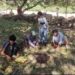 کشمیر میں اخروٹ اتارنے کا سیزن جہاں روز گار کا باعث وہیں پر خطر بھی