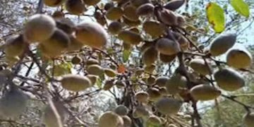 کشمیر:امسال نا ساز گار موسمی صورتحال کے باعث بادام کی پیدا وار بھی متاثر