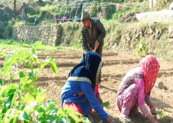 ادھم پور کے کسانوں نے آمدنی بڑھانے کیلئے ہائبرڈ پیاز کے بیجوں کو اپنایا
