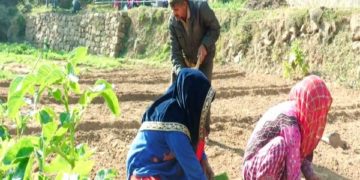 ادھم پور کے کسانوں نے آمدنی بڑھانے کیلئے ہائبرڈ پیاز کے بیجوں کو اپنایا