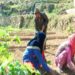 ادھم پور کے کسانوں نے آمدنی بڑھانے کیلئے ہائبرڈ پیاز کے بیجوں کو اپنایا