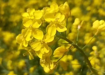 اننت ناگ: سال رواں سرسوں کی پیداوار میں کافی اضافہ، مقامی کسانوں میں خوش کی لہر