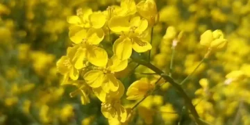 اننت ناگ: سال رواں سرسوں کی پیداوار میں کافی اضافہ، مقامی کسانوں میں خوش کی لہر