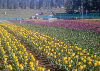 جموں کے سنسار باغ میں ڈھائی لاکھ ٹولپ سیاحوں کی کشش کا مرکز بنے